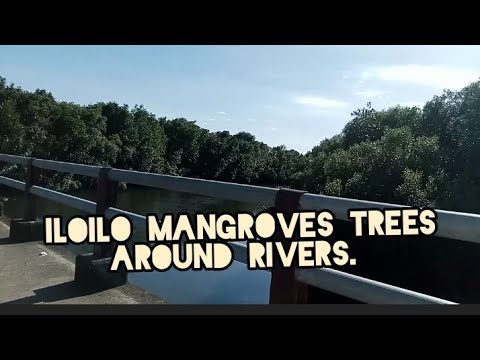Iloilo has many mangroves trees! #iloilosunsetboulevard