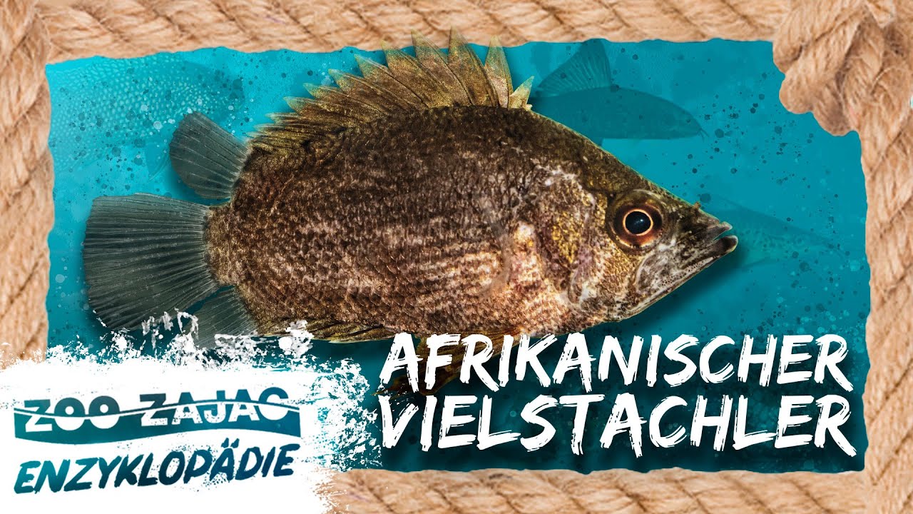 ACHTUNG! STACHELIG! | FISCHENZYKLOPÄDIE | Zoo Zajac