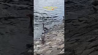 Venedik değil bura avanos#köyhayatı #tatil #cappadocia #kamp #gezilecekyerler #karavan