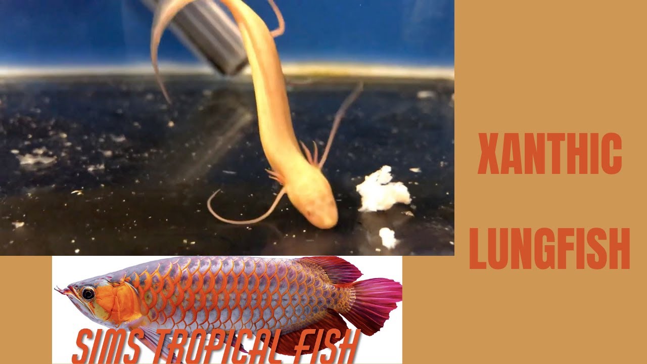 Sims Tropical Fish - Xanthic Lungfish - YouTube