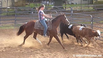 Meradas Smart Cat and Blue Bayou Jewel - sorting practice #1! - ValleyViewRanch.net