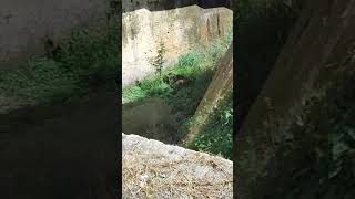 🐆 FUI VISITAR A ONÇA NO ZOO DE TERESINA! Salve família Poeira & Pipoca! Hoje fui conhecer a onça...