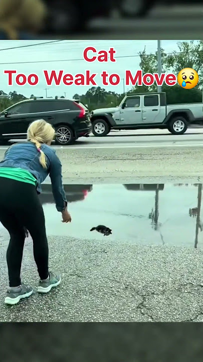 Sad Cat in Roadside Water💔❤️‍🩹😢 #cat #sad #shorts