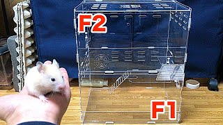 ハムスターの二階建てのお家が来た！