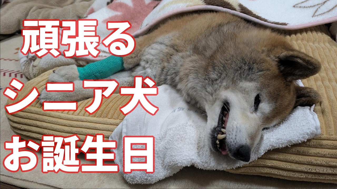 柴犬さん 1081】生死の境、15歳の柴犬さん - YouTube