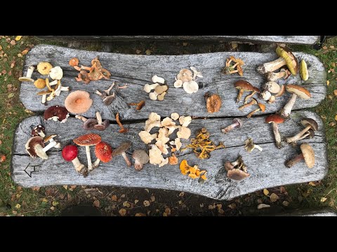 Video: Vad är oätliga svampar