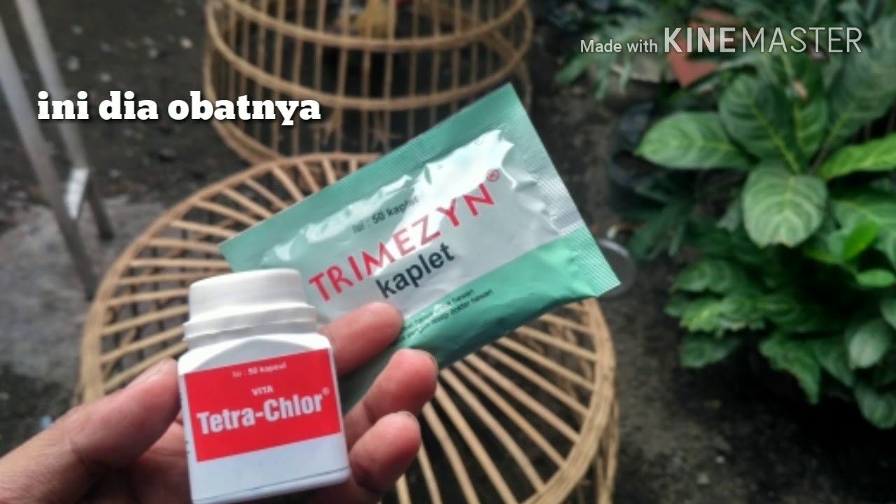Cara Mengobati Ngorok Cara ampuh mengobati ayam ngorok dan berak hijau - YouTube