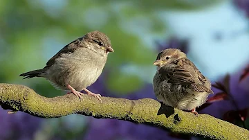 birds singing no copyright sound effect