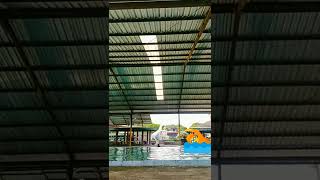 renang gaya dada #shorts