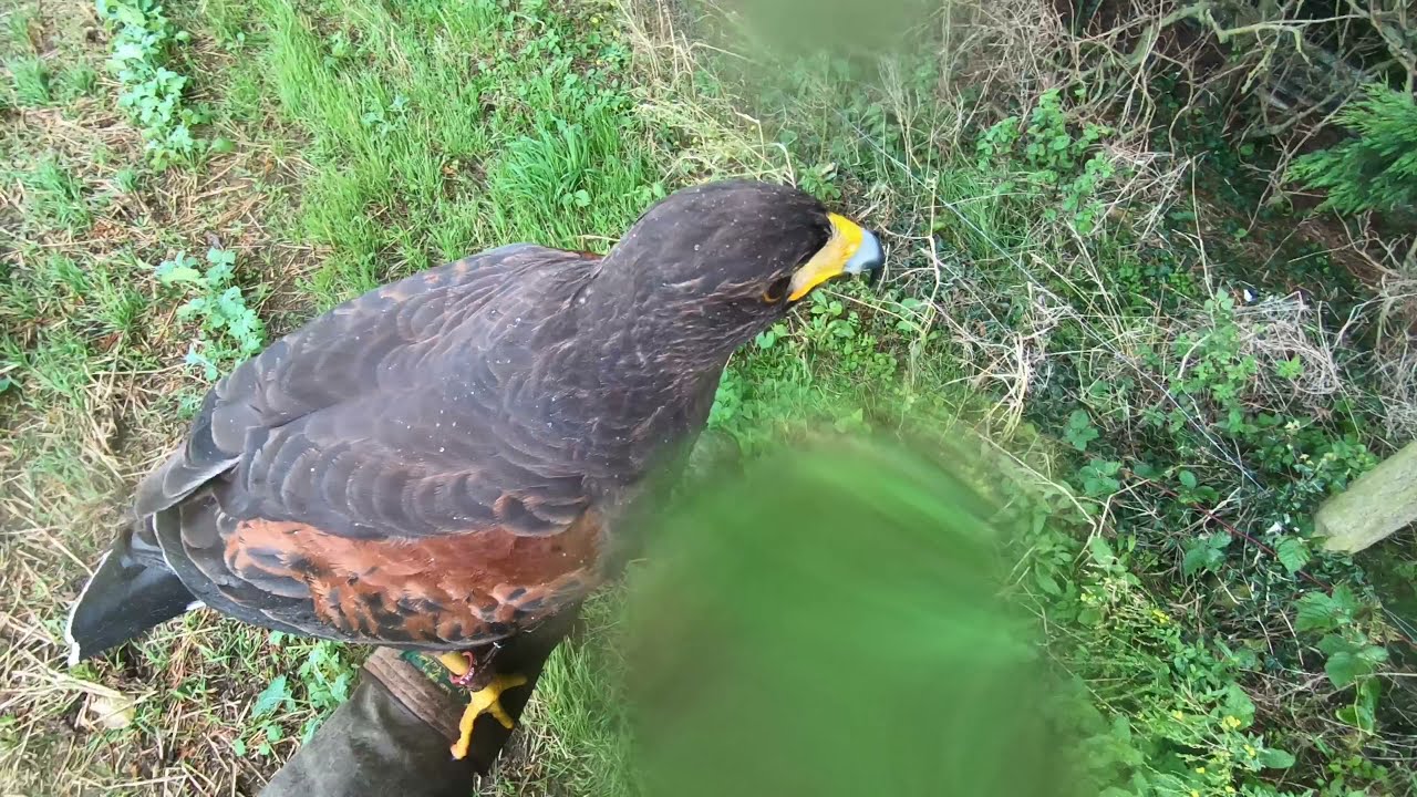 ХАРРИС ХОК, УНИВЕРСАЛЬНЫЙ ЯСТРЕБ, ловит наш ужин