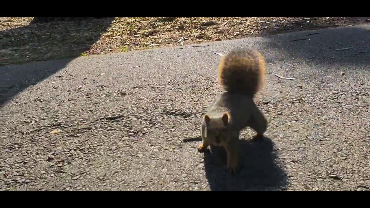 chasing squirrels YouTube