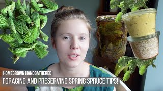 Foraging and Preserving Spring Spruce Tips! by Homegrown Handgathered 19,200 views 2 weeks ago 18 minutes