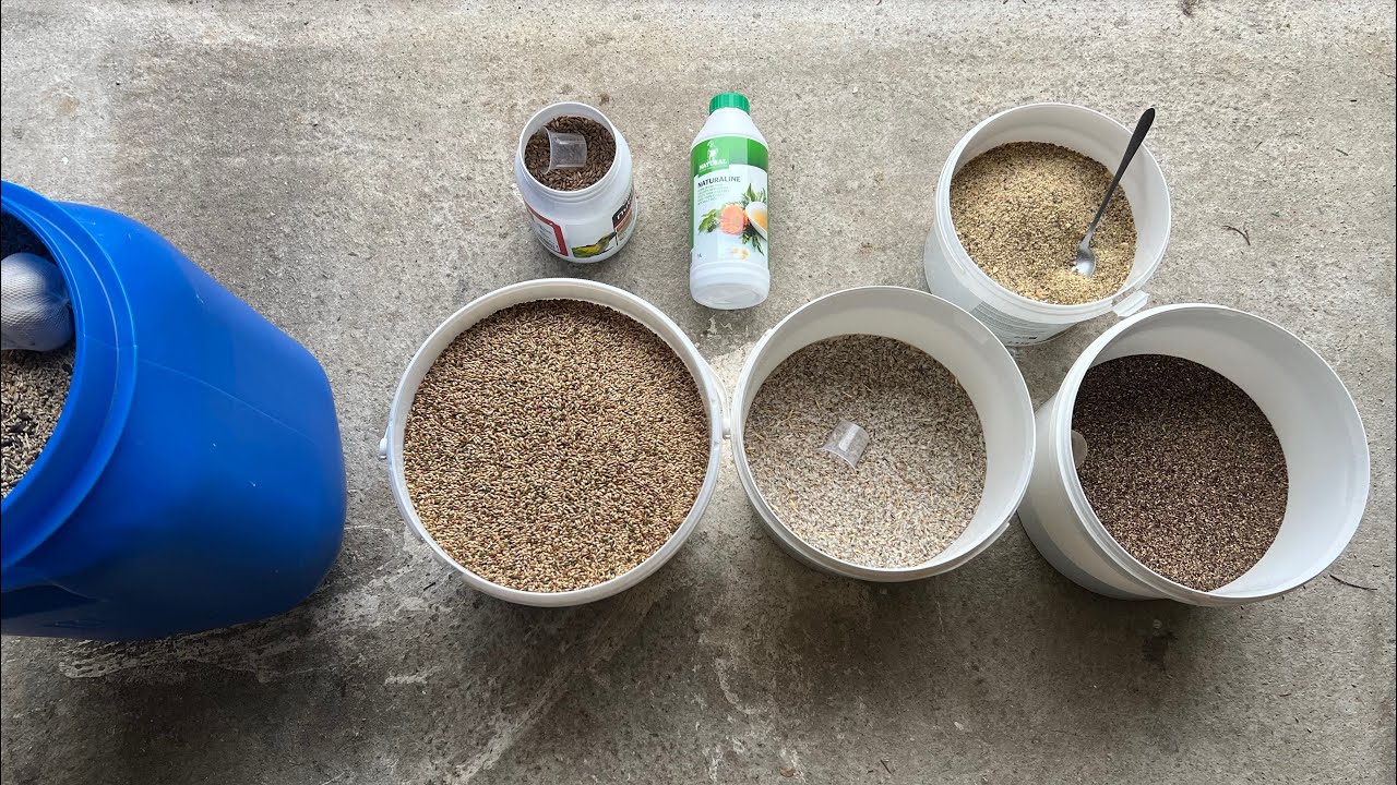 La préparation de mes graines pour le mois de février (reproduction, chardonneret, canaris) 