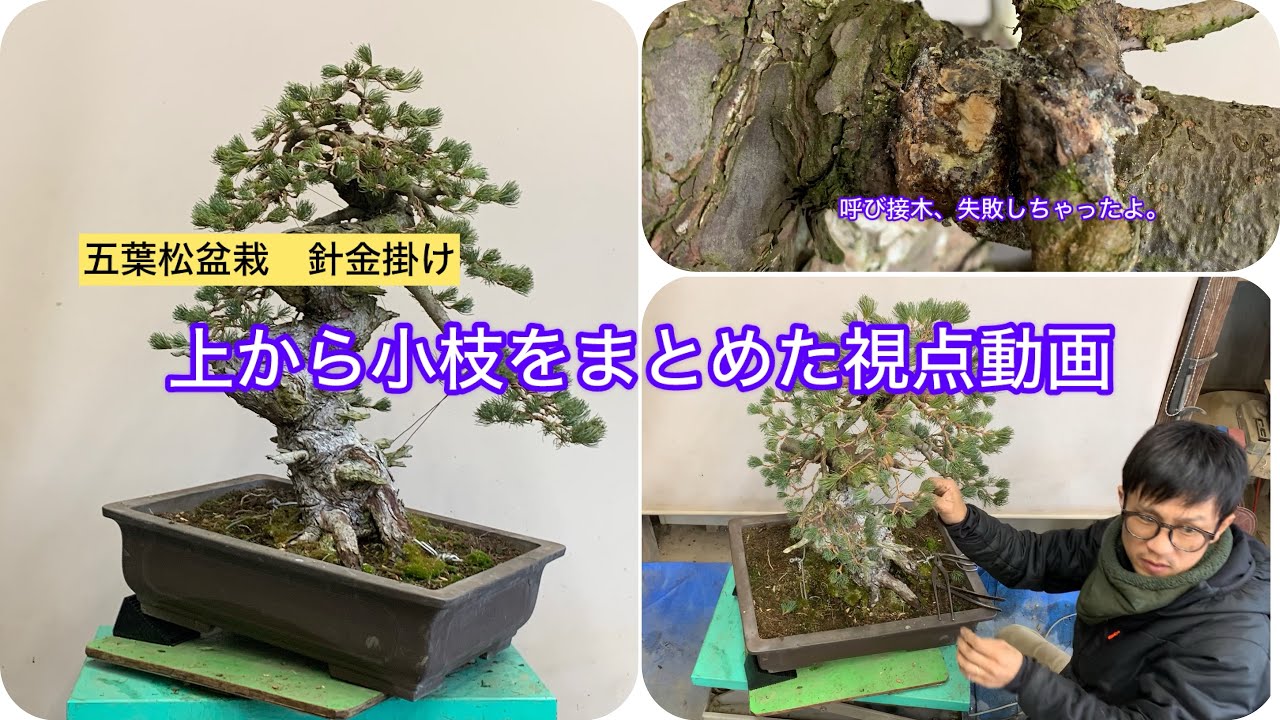 五葉松盆栽 針金掛け 呼び接木に失敗したけどうまいこと行った素材、上