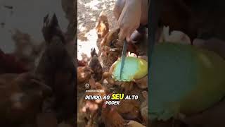 Tronco De Bananeira Um Vermífugo Natural para as Galinhas 🐔🐓