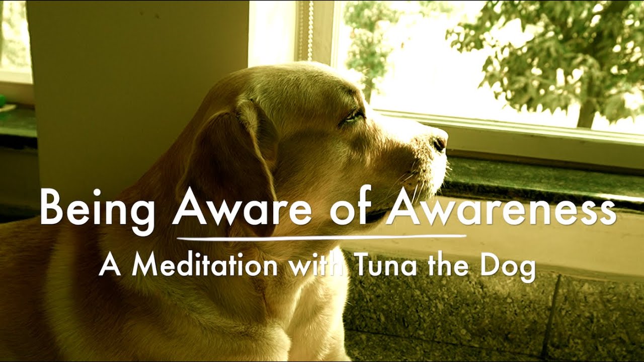 Enlightenment.. or Just a Treat? A Meditation with Tuna the Dog