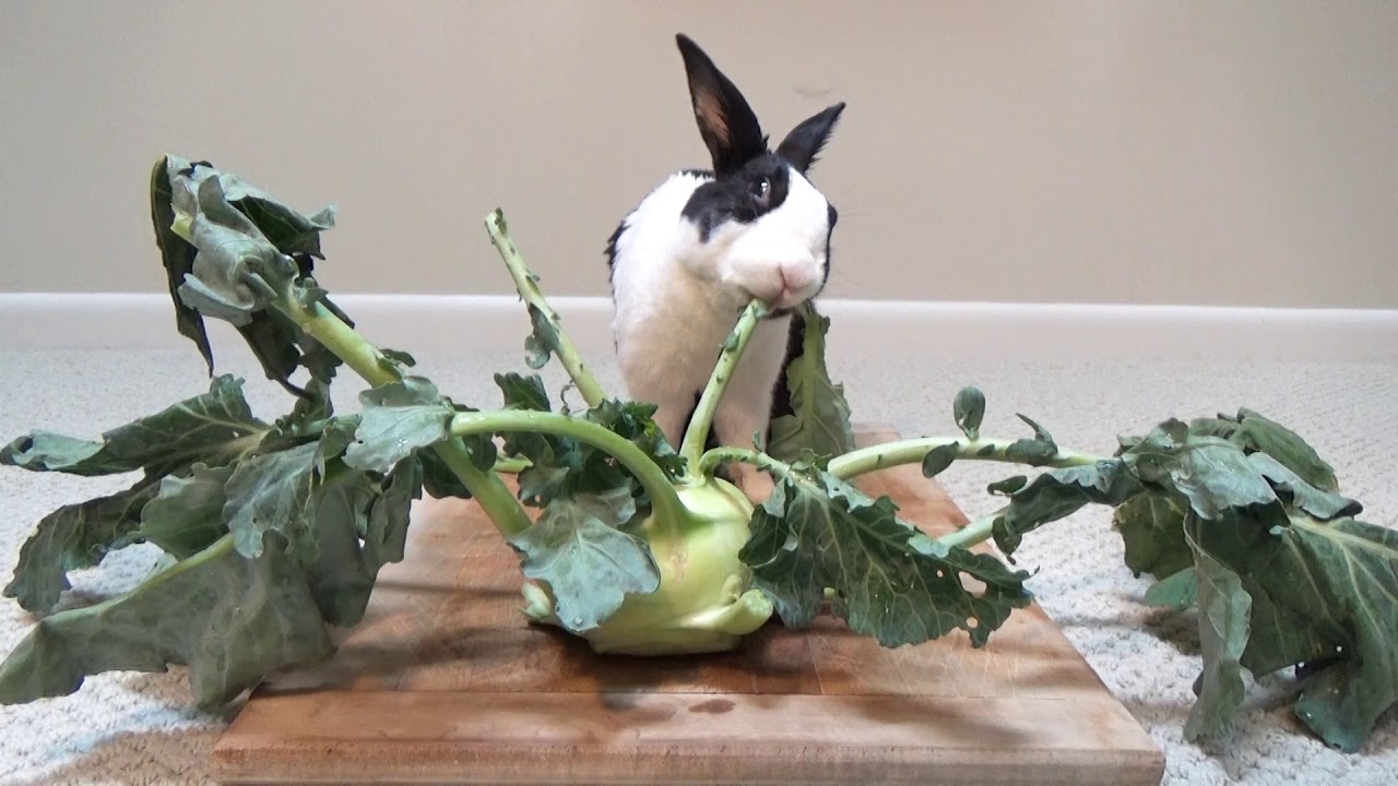 Rabbit eating kohlrabi ASMR YouTube