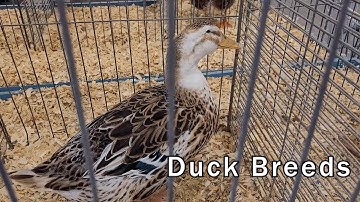 Domesticated Duck Breeds - A Duck Isn