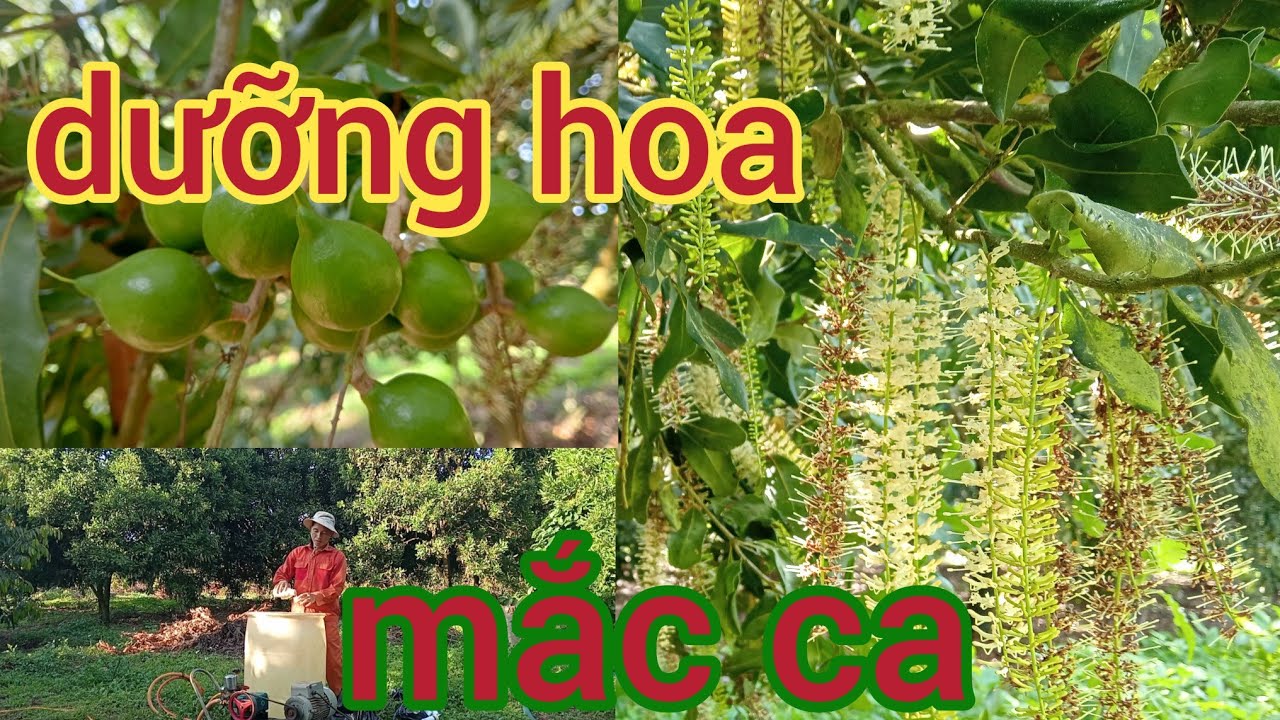 cách xịt thuốc tăng đậu hoa, chống rụng quả cho cây mắc ca của nông dân trên cao nguyên