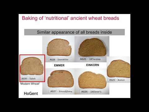 Video: Emmer Wheat Nutrition – Lær mer om Emmer Wheat Facts and growing