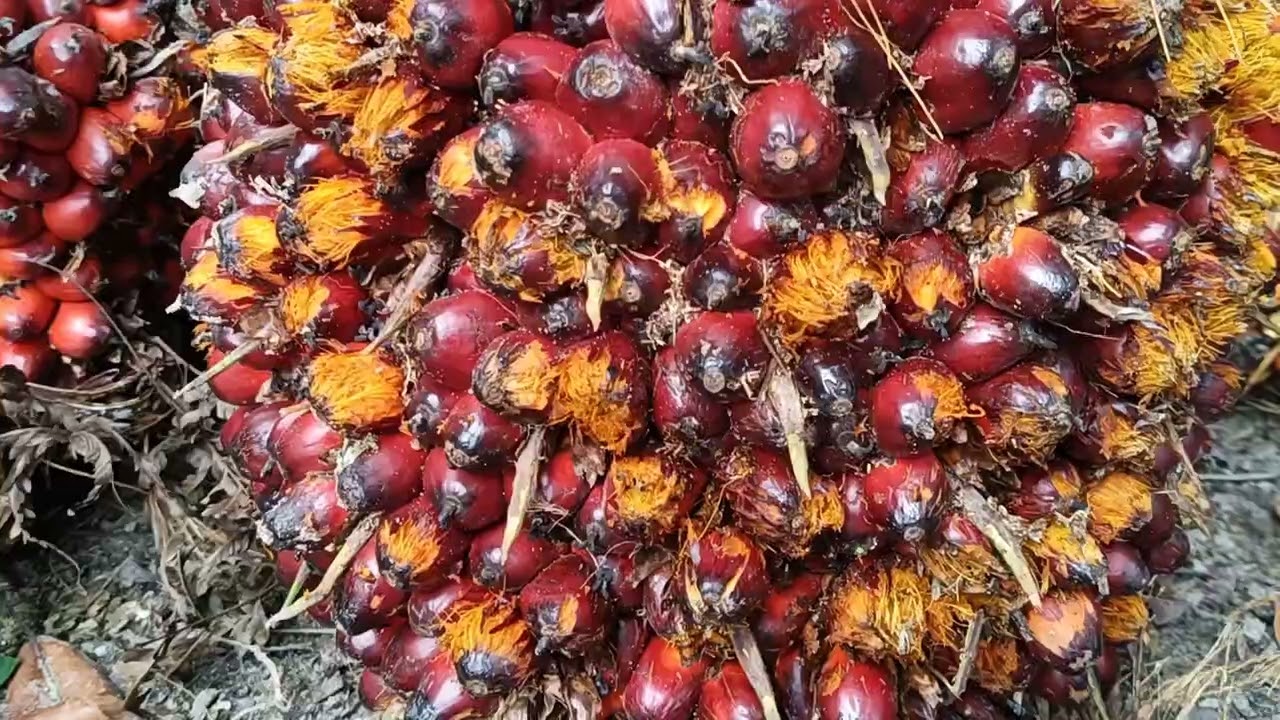 Hasil panen, tumpukan sawit, buah seger 