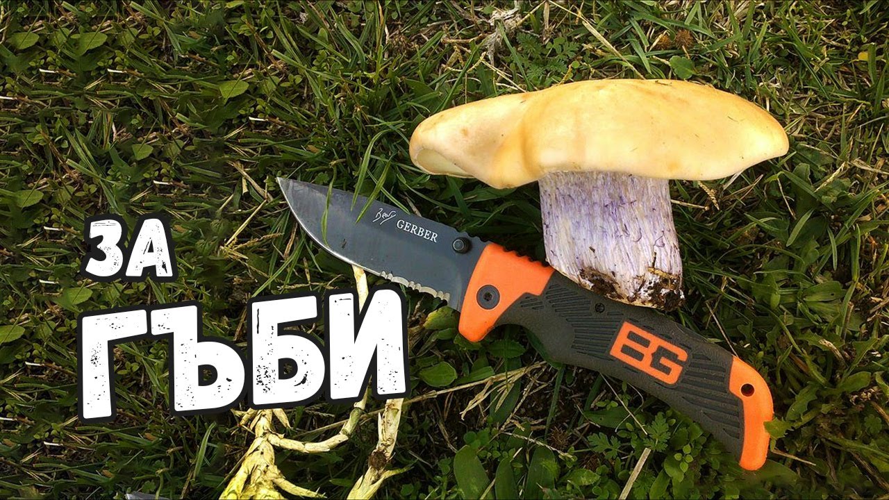 За гъби