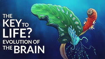 How Did The First Brain Evolve?