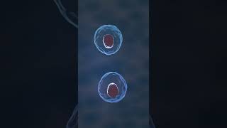 working on simulating cell division in Blender #blender3d #b3d #biology #science #motiongraphics