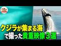 【巨大生物】ザトウクジラの豪快ジャンプ！世界最大シロナガスクジラにカメラマン感涙！コククジラの愛の儀式！カリフォルニア湾のクジラ3選【どうぶつ奇想天外／WAKUWAKU】
