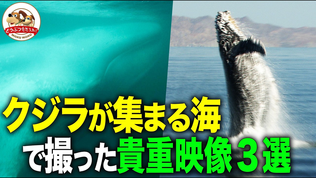 Giants] Humpback leap, moving blue whale & gray whale love ritual