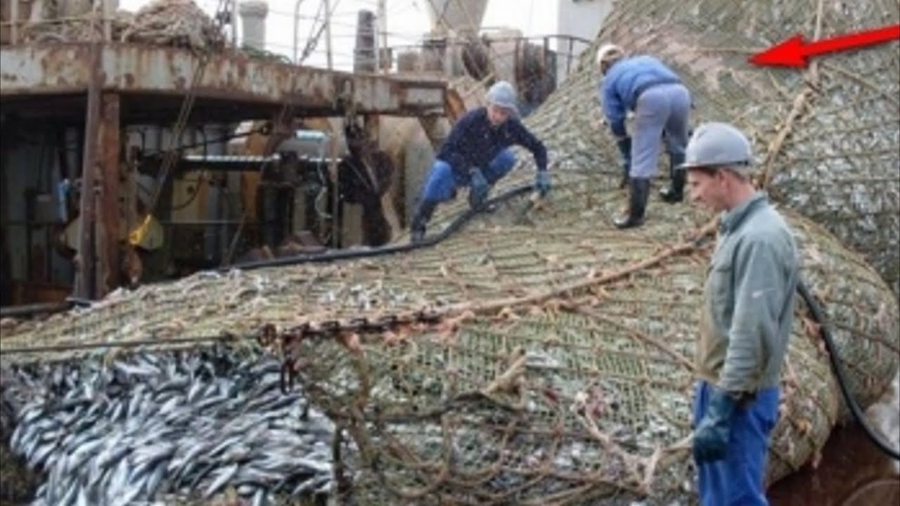 Эти рыбаки разгружали сети, когда увидели нечто ужасное... Вот так улов ...