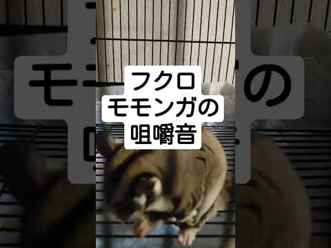 #asmr #咀嚼音 #動物 #フクロモモンガ #NOクチャラー