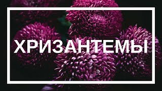 Как сохранить хризантемы // Как собрать букет из хризантемы Как сохранить хризантемы // Как собрать букет из хризантемы