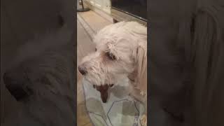 #animallovers #doggybestfriend