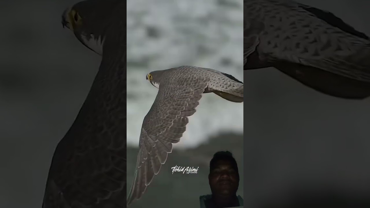 OctobeDescriptionXFalcon vs. Raven! When an intruder enters Maxines Airspace....