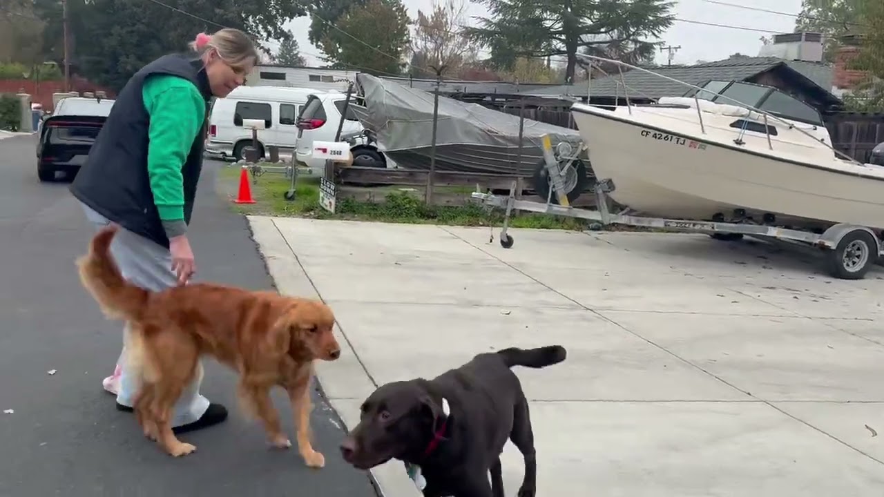 Reid and pal checking out holiday decorations