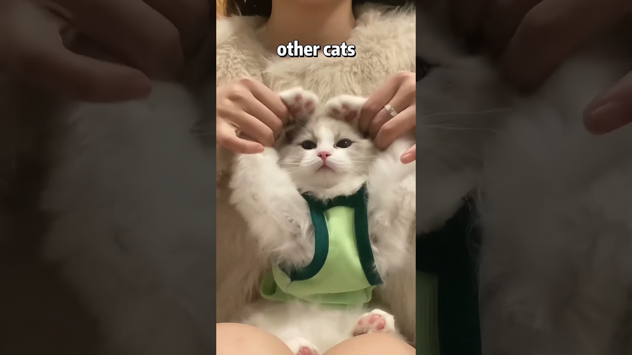 😹Other cats vs my cat #funny #cat #cute #shorts