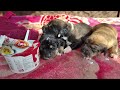 I Saved 3 Newborn Puppies From Dying 💔 | Newborn Puppies Soaked in Chemical Water 💦🌊
