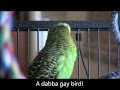 Disco the parakeets theme song