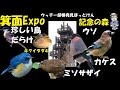 見たぞ!ミソサザイ、めちゃかわいい!3月のExpo90箕面記念の森、クロジ、ヒガラ、ウソ、キクイタダキ、カケス、アオジ、エナガ、ホオジロ、カシラダカ、コゲラなど、うっちー探検発見ほっとけん、 野鳥観察