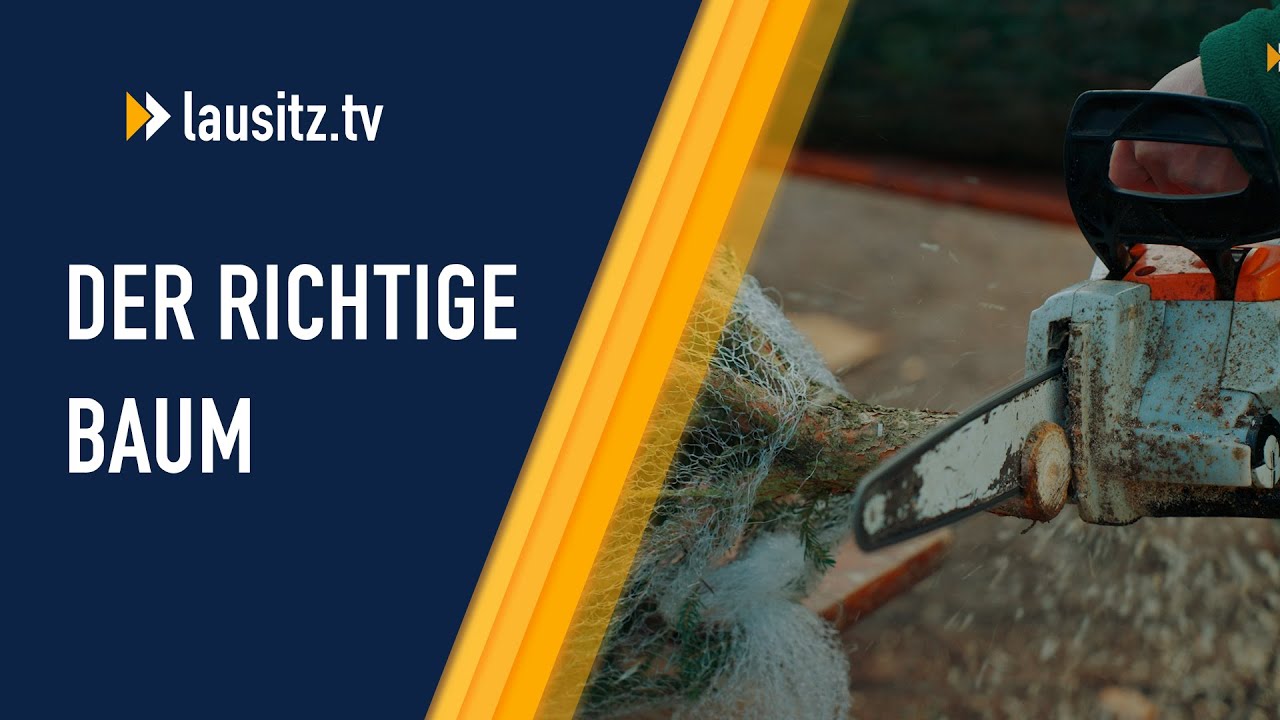 Der richtige Weihnachtsbaum bei der Dubrauer Baumschule