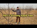 Part 3 pruning apple trees   mm106  mm111 m7  seedling  temperatefarming