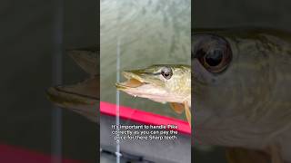 Catching the NORTHERN PIKE!!!