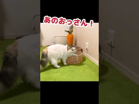 ちゃっかり仕返しをする猫 #Shorts