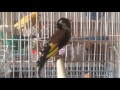 Chardonneret meknine dz coupleur canari 26 avr 2016