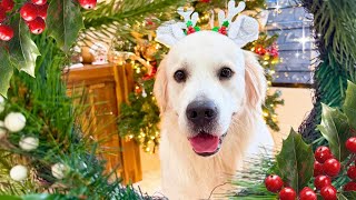 TOP 3 Viral Christmas Photoshoots you NEED to try with your dogs!