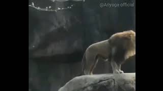 Story wa lucu singa bangunin sahur terbaru 2019