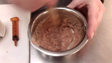 How to Make Gruel for Syringe Feeding Kittens/Cats