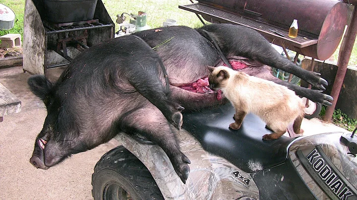 Big Boar Headshot! - Wild Hog Hunting - Wild Boar Hunting