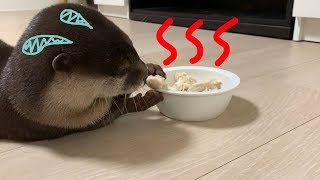 Otter who struggles with hot chicken [Otter life Day 17] 熱々のササミに苦戦するカワウソがかわいい
